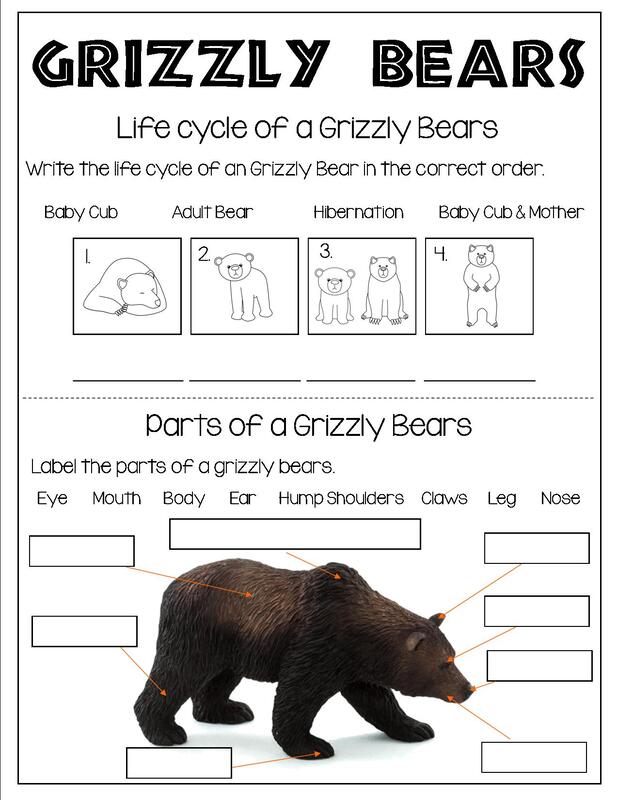 Grade 3 Grizzly Bear Facts Worksheet